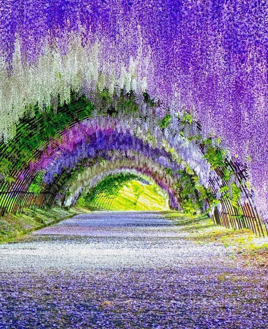 vuon-hoa-kawachi-fuji-nhat-ban