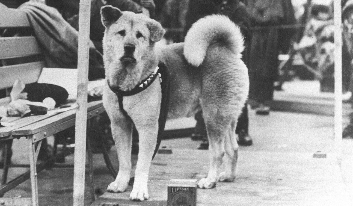 "Hachiko - Chú chó đợi chờ" nổi tiếng trên toàn thế giới 2 Hachiko đúng giờ sẽ ra ga Shibuya đón giáo sư trở về (Nguồn: Sưu tầm)