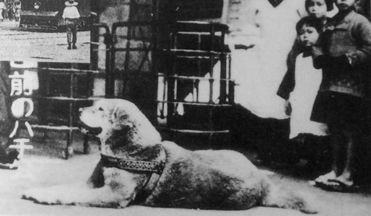 "Hachiko - Chú chó đợi chờ" nổi tiếng trên toàn thế giới 3 Nhưng chờ mãi gần 10 năm vẫn không chờ được giáo sư (Nguồn: Sưu tầm)