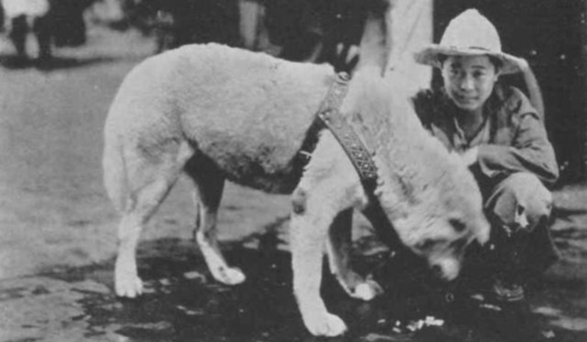 "Hachiko - Chú chó đợi chờ" nổi tiếng trên toàn thế giới 5 Nhiều người đến ga Shibuya chỉ để xoa đầu Hachiko một cái (Nguồn: Sưu tầm)
