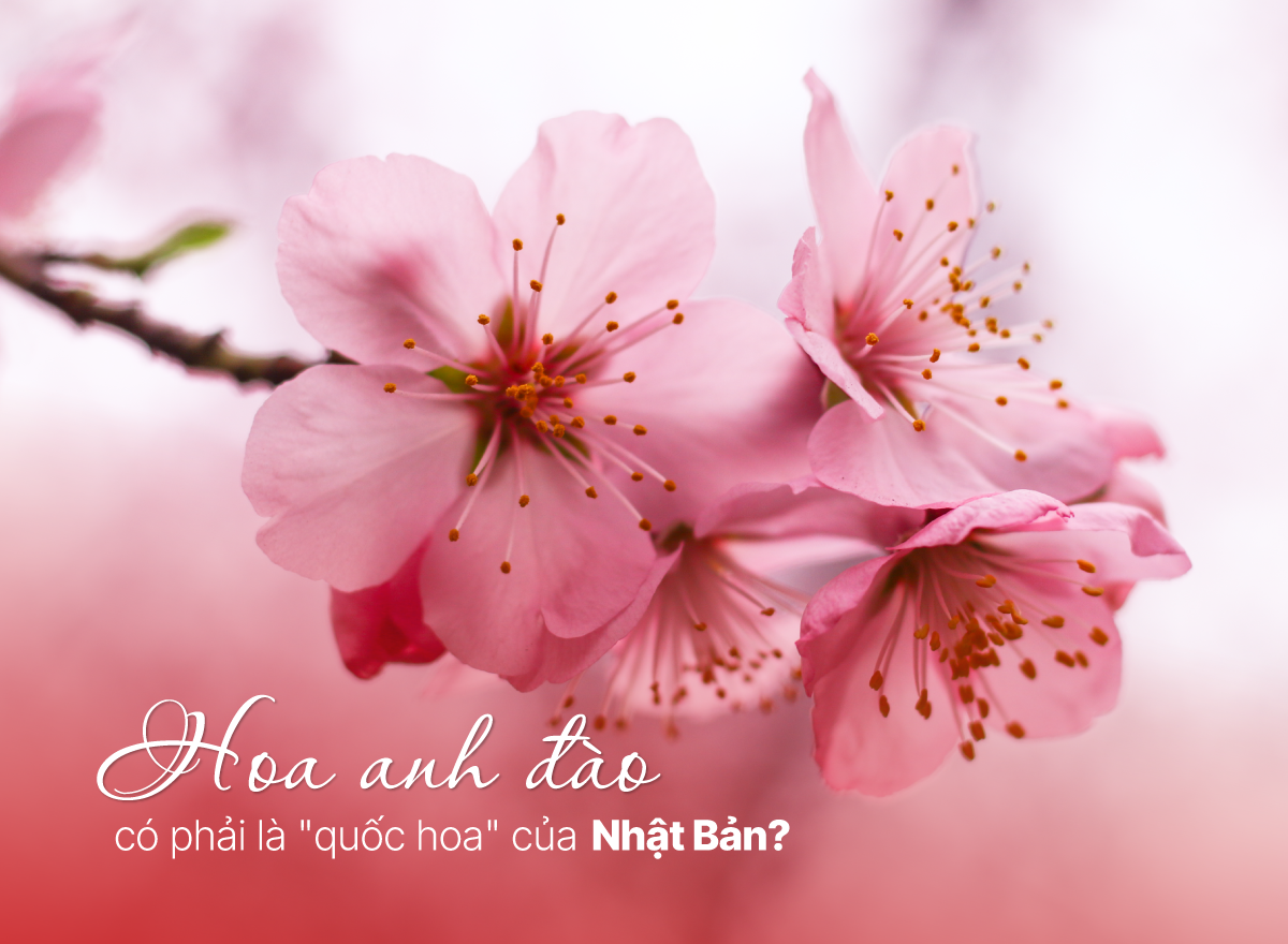 hoa anh dao co phai la quoc hoa nhat ban